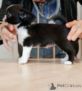 Photo №1. chihuahua - for sale in the city of Canada Bay | negotiated | Announcement № 161438