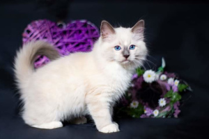 Photo №1. ragdoll - for sale in the city of Svetlogorsk | 779$ | Announcement № 3490