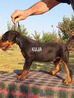 Photo №2 to announcement № 114401 for the sale of jagdterrier - buy in Serbia breeder