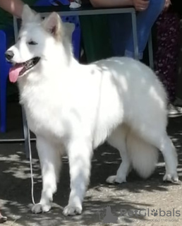 Photo №4. I will sell berger blanc suisse in the city of Krasnodar. private announcement - price - 396$
