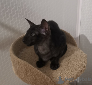 Photo №2 to announcement № 33130 for the sale of oriental shorthair - buy in Russian Federation from nursery