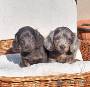 Photo №1. dachshund - for sale in the city of Kikinda | negotiated | Announcement № 164410