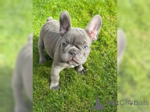 Photo №3. French bulldog puppies. Germany