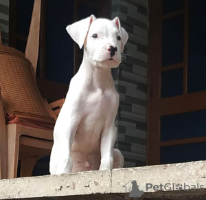 Photo №1. dogo argentino - for sale in the city of Branson | 850$ | Announcement № 50806