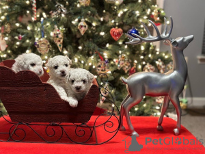 Photo №2 to announcement № 32944 for the sale of bichon frise - buy in United States 