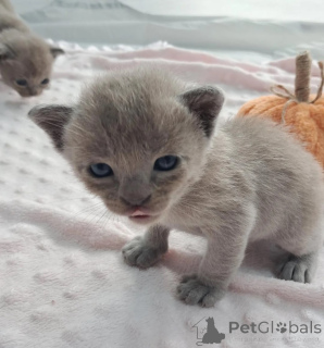 Photo №1. burmese cat - for sale in the city of Bönnigheim | 361$ | Announcement № 178169