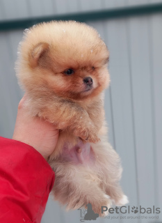 Additional photos: Pomeranian