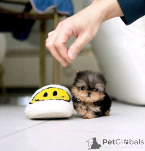 Photo №1. yorkshire terrier - for sale in the city of Helsinki | 568$ | Announcement № 163787