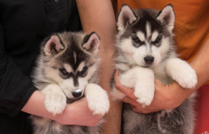 Additional photos: Puppies thoroughbred Siberian Husky