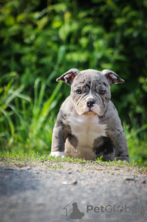 Photo №3. American Bully girl. Belarus