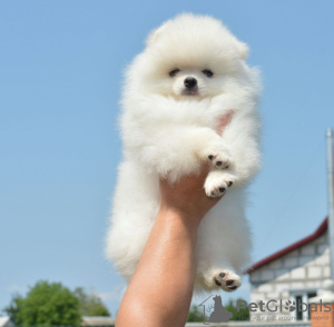 Photo №4. I will sell pomeranian in the city of Saarbrücken. private announcement - price - 380$