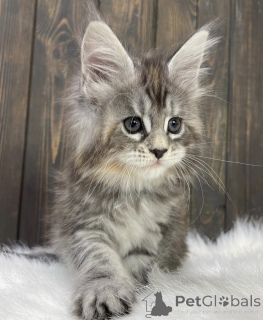 Photo №1. maine coon - for sale in the city of Baden Baden | 568$ | Announcement № 163456