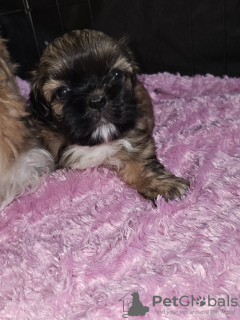 Photo №2 to announcement № 82238 for the sale of shih tzu - buy in United States private announcement
