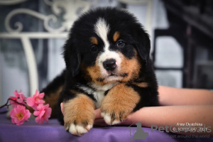 Photo №2 to announcement № 9081 for the sale of bernese mountain dog - buy in Russian Federation from nursery
