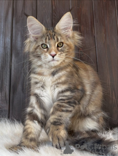Photo №2 to announcement № 161210 for the sale of maine coon - buy in United States breeder
