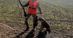 Photo №3. Weimaraner bitch. Serbia