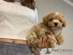 Additional photos: TERMS OF SALES maltipoo f1 min, delivery, bargaining, maltipoo f1