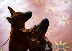 Photo №1. thai ridgeback - for sale in the city of Kiev | 1211$ | Announcement № 8955