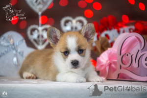 Additional photos: Very beautiful Pembroke Welsh Corgi puppy for sale