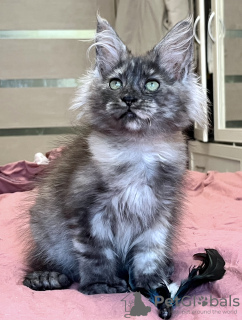 Photo №2 to announcement № 36936 for the sale of maine coon - buy in Russian Federation private announcement, from nursery, breeder