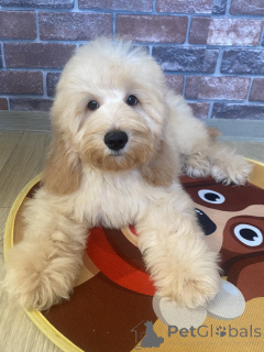 Photo №4. I will sell english cocker spaniel, poodle (dwarf) in the city of Voronezh. private announcement - price - negotiated