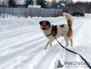 Photo №1. non-pedigree dogs - for sale in the city of St. Petersburg | Is free | Announcement № 91089