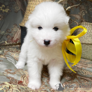 Photo №1. samoyed dog - for sale in the city of Berlin | 846$ | Announcement № 8985