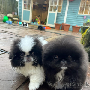 Photo №1. pekingese - for sale in the city of Rijeka crnojevića | negotiated | Announcement № 170482
