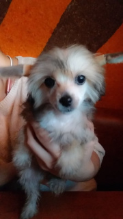 Photo №3. Beautiful downy girl, Documents KSU FCI.. Ukraine