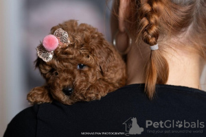 Photo №3. Red toy and dwarf poodles. Serbia