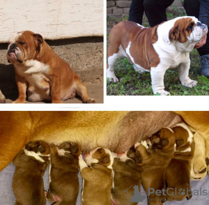 Photo №4. I will sell english bulldog in the city of Zrenjanin. breeder - price - negotiated