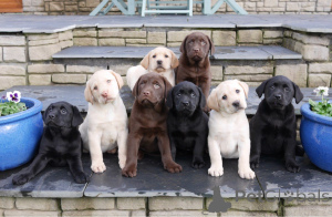 Photo №3. Urocze szczenięta labradora retrievera do adopcji. Poland