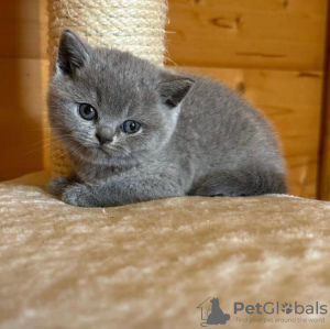 Photo №1. british shorthair - for sale in the city of Bergen op Zoom | 370$ | Announcement № 58267