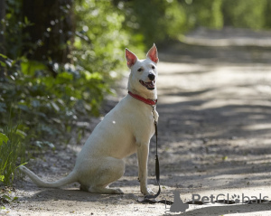 Photo №3. Snow-white Leila is looking for a home.. Russian Federation