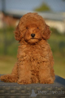 Photo №4. I will sell poodle (toy) in the city of MLADENOVAC.  - price - negotiated
