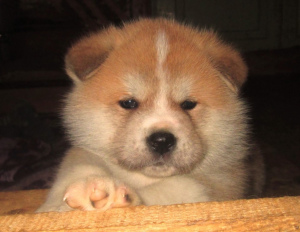 Photo №2 to announcement № 322 for the sale of akita - buy in Lithuania private announcement, from nursery, breeder