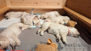 Photo №1. golden retriever - for sale in the city of Kranj | negotiated | Announcement № 85469