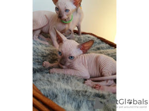 Photo №1. sphynx cat - for sale in the city of Berlin | Is free | Announcement № 126811