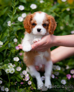Photo №1. cavalier king charles spaniel - for sale in the city of Гамбург | 423$ | Announcement № 80864