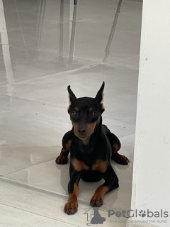 Additional photos: Beautiful Miniature pinscher