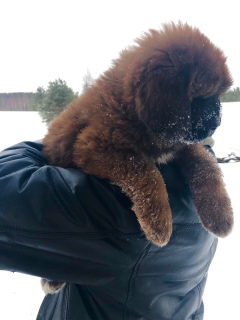 Photo №2 to announcement № 1260 for the sale of tibetan mastiff - buy in Russian Federation from nursery