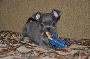 Photo №2 to announcement № 433 for the sale of chihuahua - buy in Russian Federation breeder