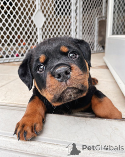 Photo №1. rottweiler - for sale in the city of Brighton | 310$ | Announcement № 177669