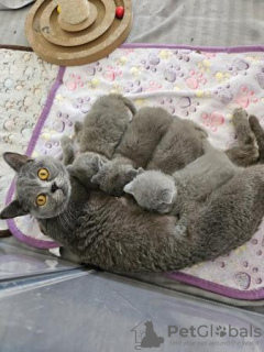 Photo №3. British shorthair kittens NOT REGISTERED. Germany