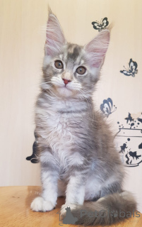 Photo №3. Groß, verspielt und sehr anhänglich, mit einem hervorragenden Stammbaum.. Germany