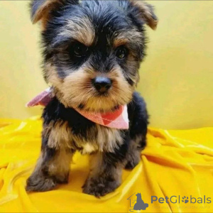 Photo №1. yorkshire terrier - for sale in the city of Helsinki | 516$ | Announcement № 163971
