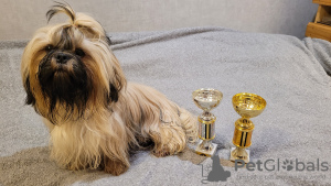 Additional photos: Purebred Shih Tzu puppies.