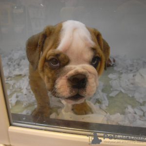 Photo №1. english bulldog - for sale in the city of Hämeenlinna | 634$ | Announcement № 93353