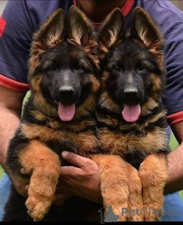 Photo №2 to announcement № 123949 for the sale of german shepherd - buy in Germany private announcement, from nursery, from the shelter