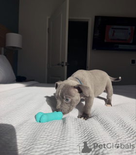 Photo №1. staffordshire bull terrier - for sale in the city of Munich | negotiated | Announcement № 178079